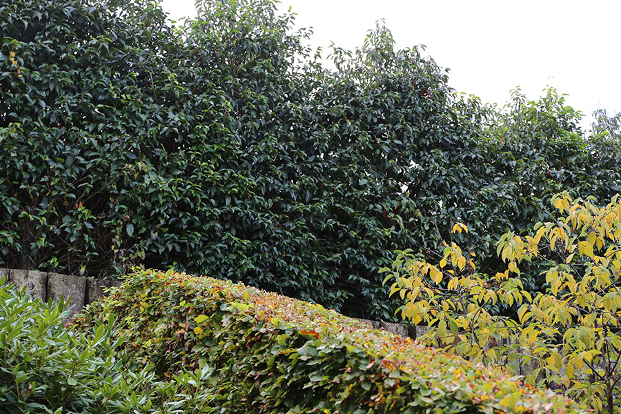 Green-Gate, haie de laurier du Portugal, Prunus Lusitanica